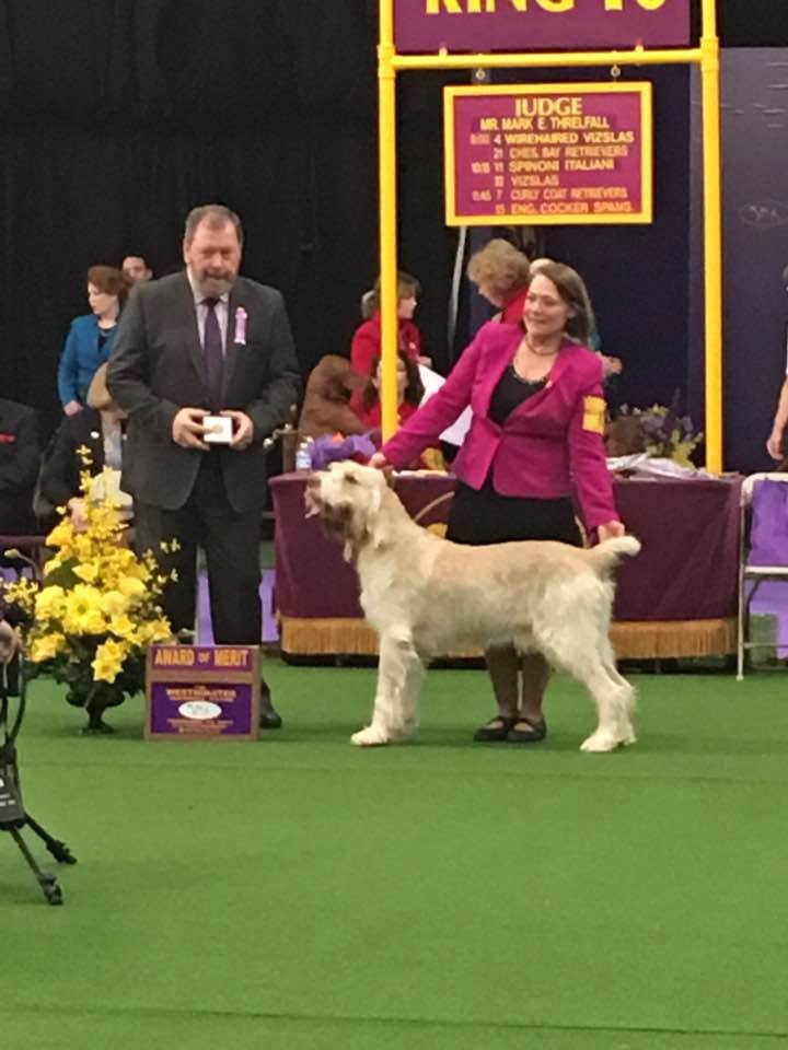 WESTMINSTER DOG SHOW RESULTS Northeast Spinone Club Inc.